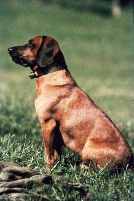 Bayerischer Gebirgsschweißhund (BGS)