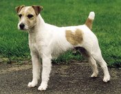 Parson-Russel-Terrier