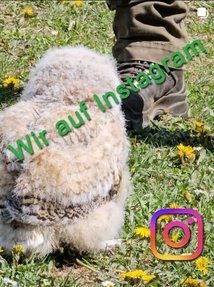 Link zu Instafram